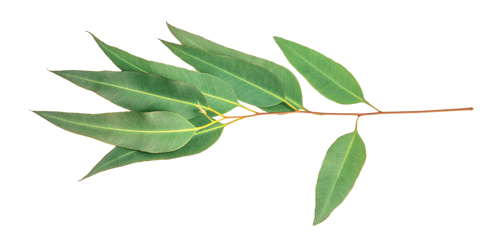 Pemberton Leaf