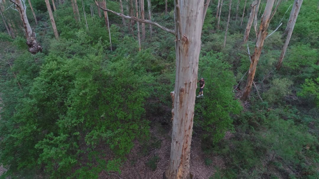 The Magic of the Karri Tree: Pemberton’s Towering Giant