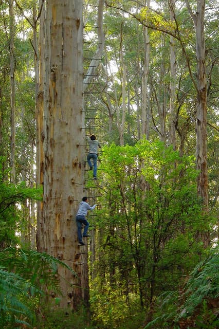 South West Climbing Trees Project: