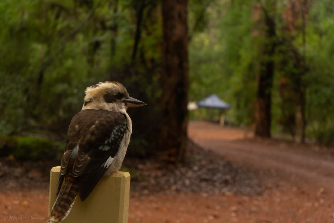 Pemberton and The Bibbulmun Track.