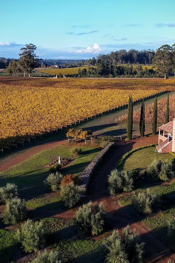 Picardy Wines: A Taste of Excellence in Pemberton