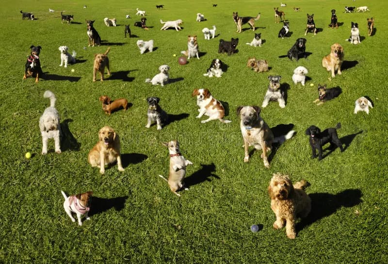 Dog Friendly Spots in and Around Pemberton.